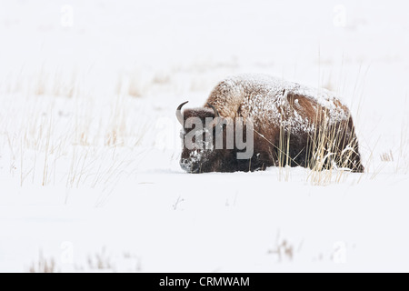 Bison américain bull marcher dans de la neige profonde dans le Parc National de Yellowstone Banque D'Images