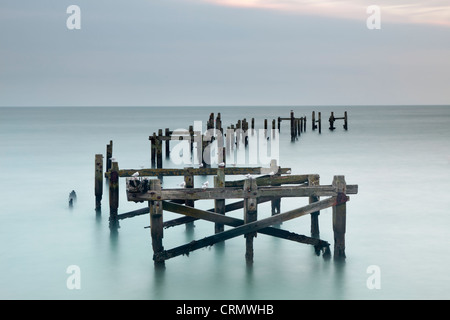 Mouettes perchées sur l'ancienne jetée en bois qui n'est pourrir Banque D'Images