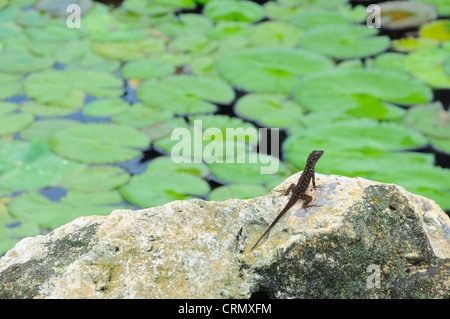 Petit lézard profitant de la chaleur du soleil sur le sommet d'un rocher entouré d'eau. Banque D'Images