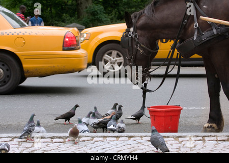 Les pigeons attendant leur tour de manger la nourriture du cheval dans le seau rouge au Grand Army Plaza porte de Central Park à New York Banque D'Images