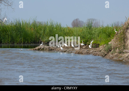 Roumanie, Dobrudgea, Tulcea, région du Delta du Danube. Sfantu Gheorghe, l'habitat des oiseaux des zones humides. Réserve de biosphère de l'UNESCO. Banque D'Images