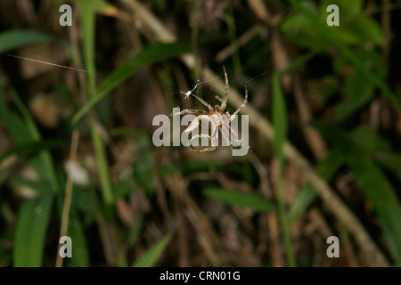 De la famille des gradungulidae, ne pas créer une toile d'araignée, mais plutôt s'appuyer sur la furtivité pour attaquer par surprise une proie Banque D'Images