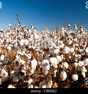 Les champs de coton blanc avec coton prêt pour la récolte mûre Banque D'Images