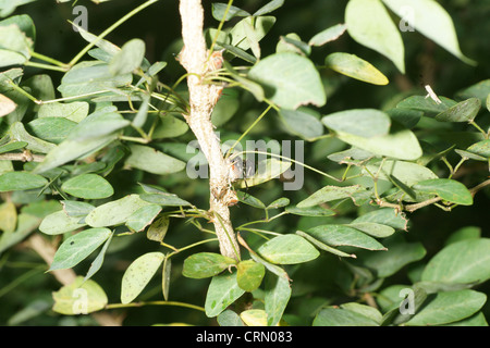 Big Black wasp prend un live Thorn Tree-bac (Umbonia crassicornis) larve comme proies et s'envole avec elle pour l'utiliser en tant qu'hôte pour c'est jeune Banque D'Images