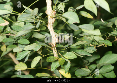 Big Black wasp prend un live Thorn Tree-bac (Umbonia crassicornis) larve comme proies et s'envole avec elle pour l'utiliser en tant qu'hôte pour c'est jeune Banque D'Images