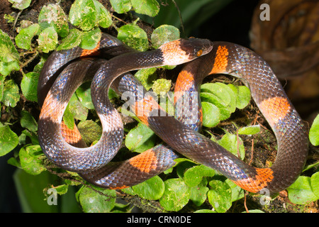 Calico bagués (serpent) petola Oxyrhopus en Amazonie équatorienne Banque D'Images