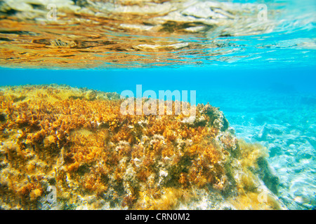 Ibiza Formentera Underwater anemone seascape à Golden et turquoise Banque D'Images