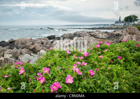 Roses le long de la côte à Kennebunkport, Maine, USA. Banque D'Images