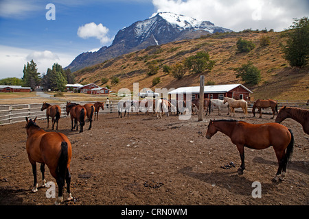 Chevaux à l'hôtel Las Torres dans le Parc National des Torres del Paine Banque D'Images