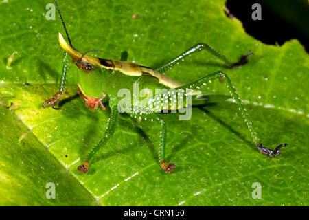 Tête de cône vert katydid sur une feuille en Amazonie Banque D'Images