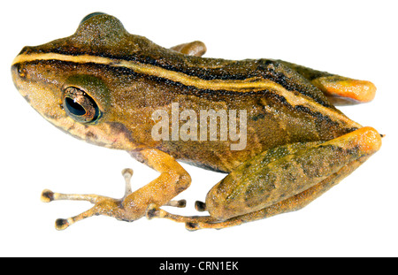 La pluie Variable Frog (Pristimantis variabilis) de l'Amazonie équatorienne Banque D'Images