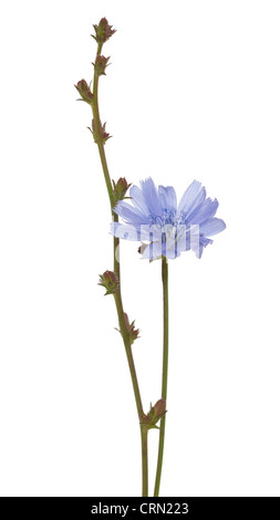 Flower (chicorée Cichorium intybus) sur fond blanc Banque D'Images