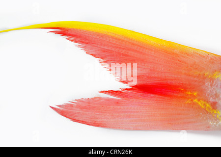 Queue de poisson sur fond blanc Banque D'Images