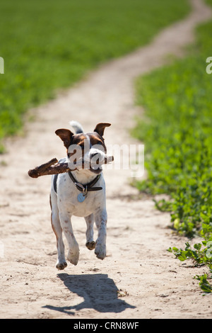 Jack Russell Terrier au milieu de l'air avec un bâton dans sa bouche. Banque D'Images