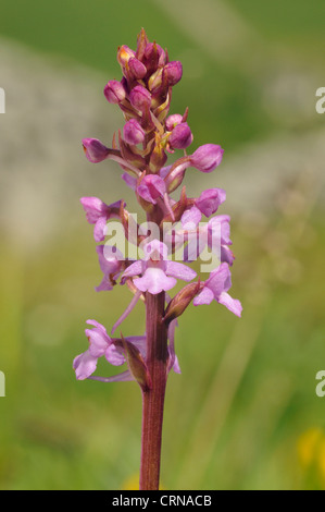 Orchidée parfumée commune - Gymnadenia conopsea Banque D'Images