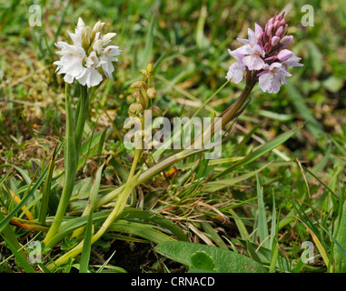 Orchidée grenouille - Coeloglossum viride, avec Heath Spotted Orchids - Dactylorhiza maculata ericetorum Banque D'Images