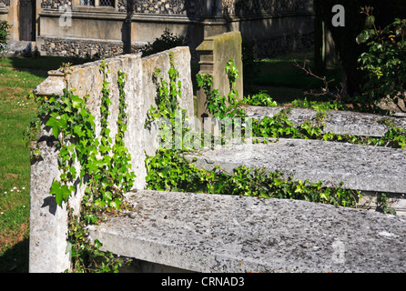 Une vue de l'ancien colonisateur ivy pierres tombales dans un cimetière de Norfolk. Banque D'Images