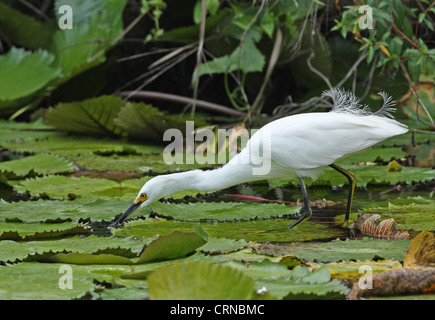 Aigrette neigeuse (Egretta thula brewsteri adultes), plumage nuptial, boire, debout sur les patins waterlilly, Hope Gardens, de la Jamaïque, Banque D'Images