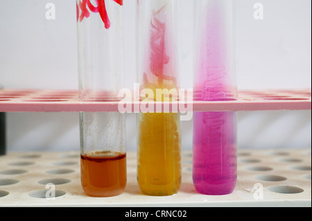 Test tubes in a test tube rack. Banque D'Images