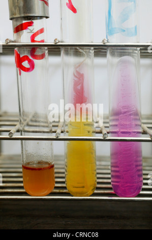 Test tubes in a test tube rack. Banque D'Images