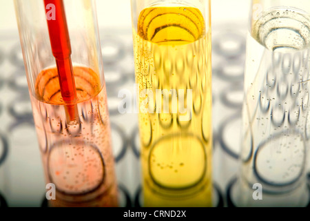 Le pipetage liquide rouge dans les tubes à essai. Banque D'Images