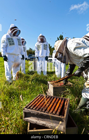 Un apiculteur illustrer l'art de l'apiculture à un groupe de personnes qui portaient tous des vêtements de protection. Banque D'Images