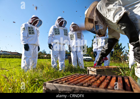 Un apiculteur illustrer l'art de l'apiculture à un groupe de personnes qui portaient tous des vêtements de protection. Banque D'Images