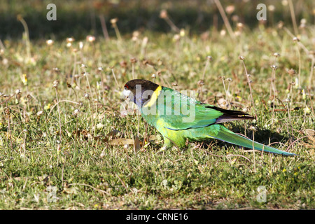 Barnardius zonarius australienne (à collier) mâle adulte, se nourrissant de fleurs, se tenant sur le sol, de l'Australie-Occidentale, Australie Banque D'Images