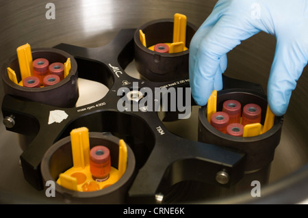 Échantillons étant placés dans une centrifugeuse ALC PK120 machine prête pour le traitement Banque D'Images