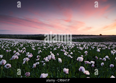 Un champ de lilas le pavot (Papaver somniferum) au coucher du soleil. Banque D'Images