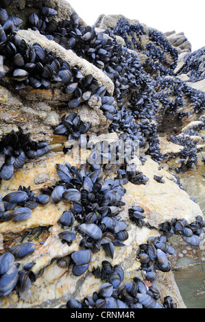 La moule commune (Mytilus edulis) attaché aux rochers sur la rive. Banque D'Images