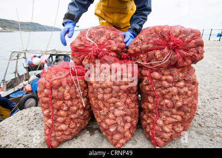 L'atterrissage d'un pêcheur bulots destinés au marché asiatique, ainsi que les crabes et les homards en épi à Lyme Regis Banque D'Images