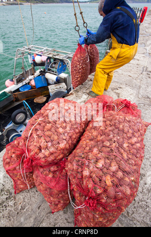 L'atterrissage d'un pêcheur bulots destinés au marché asiatique, ainsi que les crabes et les homards en épi à Lyme Regis Banque D'Images