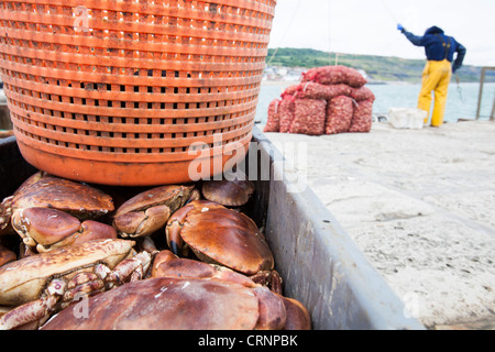 L'atterrissage d'un pêcheur bulots destinés au marché asiatique, ainsi que les crabes et les homards en épi à Lyme Regis Banque D'Images