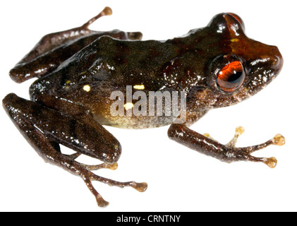 La Pluie d'Luscombe (grenouille Pristimantis luscombei) de l'Amazonie équatorienne Banque D'Images