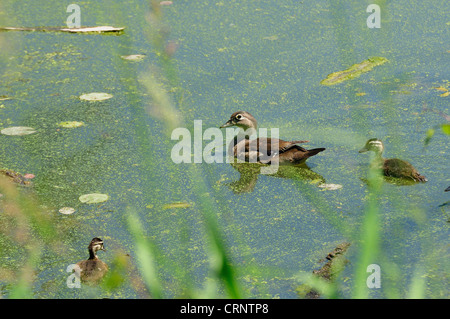 Canard branchu femelle et ses poussins natation dans un marais. Aix sponsa Banque D'Images