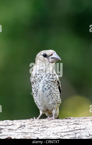 Coccothraustes coccothraustes Hawfinch,, l'enfant unique sur branch, Bulgarie, juin 2012 Banque D'Images