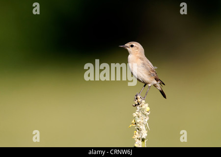 Isabelline traquet motteux, Oenanthe isabellina, seul oiseau sur branche, Bulgarie, juin 2012 Banque D'Images