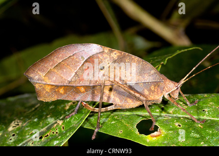 Leaf imiter Katydid dans rainforest, Equateur Banque D'Images