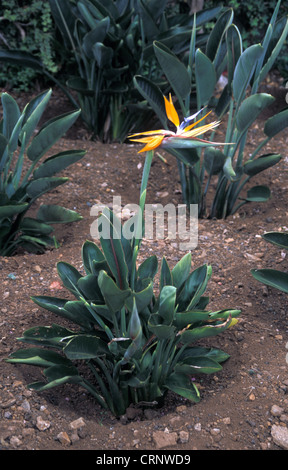 Oiseau du Paradis (Strelitzia reginae) Banque D'Images