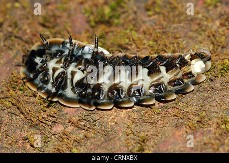 Femme d'un Glow Worm (partie ventrale) Banque D'Images