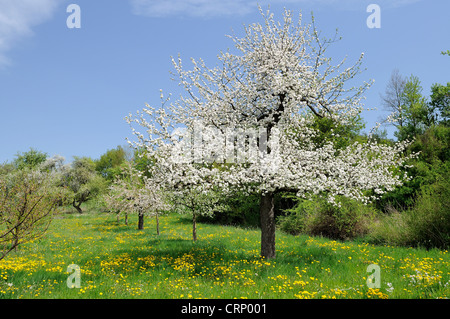Verger en fleur # 3, Baden Banque D'Images