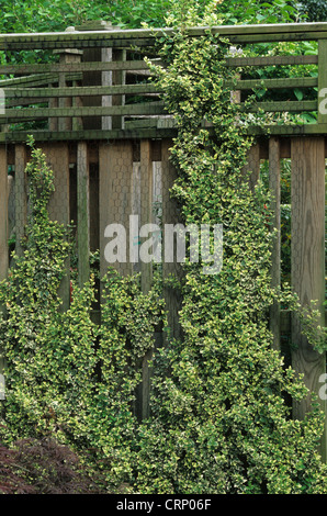 La fortune de la fusée (Euonymus fortunei 'Emerald Gaiety'), formés en clôture de jardin, U.S.A. Banque D'Images