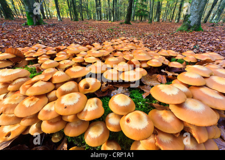 Un groupe de champignons sur une souche d'arbre à Broomy enceinte dans le parc national New Forest. Banque D'Images