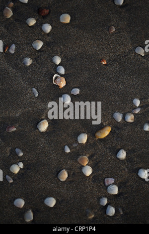 Les coquillages mixtes sur Beach, Inde Banque D'Images