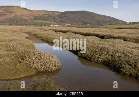 Vue de l'habitat de marais salants les bardeaux que Ridge a été violé, retraite géré par la montée des eaux, Porlock Bay, Banque D'Images