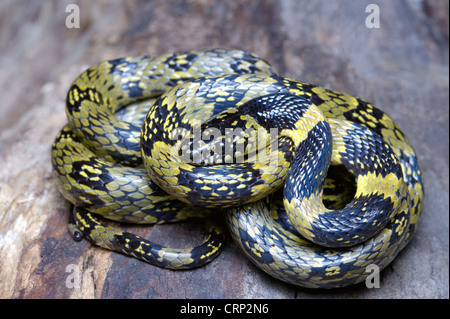 Gammiei Dinodon, Darjeeling Faux Loup Serpent. Un serpent rare du nord-est de l'Inde. Eaglenest de WLS, de l'Arunachal Pradesh Banque D'Images