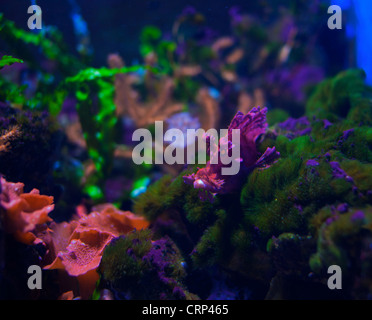 Un eschmeyers rares scorpionfish un type de poisson feuille Banque D'Images