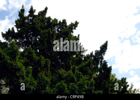 Contre un arbre et Ciel bleu nuageux Banque D'Images