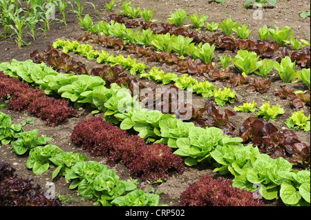Organic Lettuce growing Uk Banque D'Images